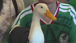 Pato Merlín Llega a Nuevo León y Convive con Fans Regios