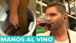 Elaboración artesanal de vino, de la mano de Locho: el paso a paso que nunca viste Elaboración artesanal de vino, de la mano de Locho: el paso a paso que nunca viste