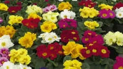 REKLAMA  Záhradníctvo Flóra