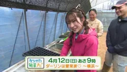 かながわ旬菜ナビ　次回予告（4月12日放送）