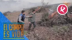 Los Mellis queman la jara acumulada tras la poda | El campo es vida
