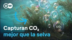 Seagrass meadows: the natural defense against climate change
