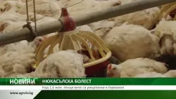 НЮКАСЪЛСКА БОЛЕСТ: Над 1,6 млн. птици вече са умъртвени в Германия