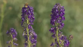 Pollinators the star of the show as 40th annual wildflower festival kicks off in Crested Butte