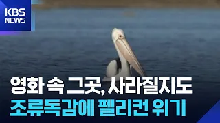 [Global K] Bird Flu in Australia Threatens Pelicans / KBS 08/31/2026