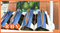 Presentació de la marca ‘Aguacate Valenciano’