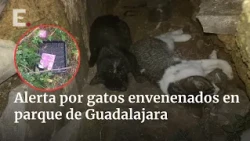 16 cats found affected by suspected poisoning in Guadalajara