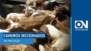 21 camuros asesinados en Pinchote, Santander