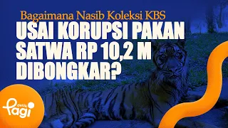 [detikPagi] - What Will Happen to KBS's Collection After the Rp 10.2 Billion Animal Feed Corrupti...