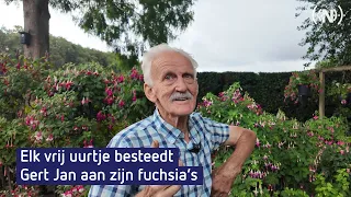 Wie bij Gert Jan (80) de tuin in loopt, belandt tussen meer dan duizend fuchsia’s