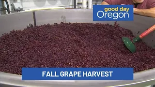 Fall harvest at Flâneur Wines in Carlton