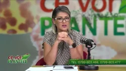 Cristina Ghibu and Horia Ghibu - What treatment should be applied to newly planted arborvitae?
