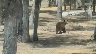 Bear sighted in Lincoln neighborhood, resident looks up to find bear outside her door