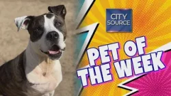 ? Pet of the Week 2/27/26 – Axel + Kitten Season