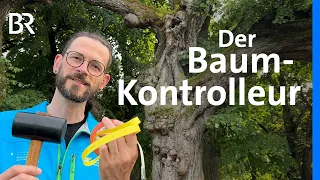 Ast-Bruch nach Hitzesommer? Baum-Kontrolleur macht Rundgang | Schwaben + Altbayern | BR
