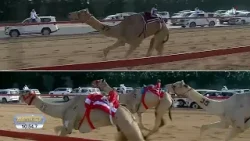 رسالة مهرجان ولي عهد دبي للهجن | يوم 14 يناير 2026