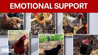 Penndel land ordinance forces resident to remove emotional support chickens