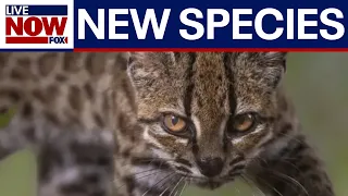 New cat species discovered for first time in a century