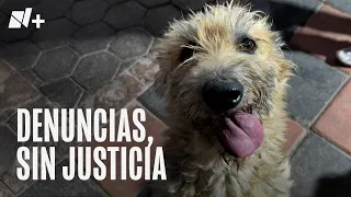 Animal abuse: A system that ignores, a reality that overflows