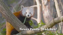 Neues Rotes Panda Weibchen im Tiergarten Schönbrunn eingezogen1