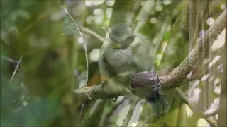 Pimpelmezen, deel 2 (Natuurlijk! 13-07-2026)