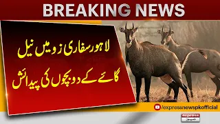 Two Nilgai Calves Born at Lahore Safari Zoo! Great News | Express News