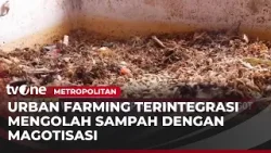 Magotisasi Sampah Lingkungan Hasilkan Kompos dan Pakan Ayam Ternak | Metropolitan