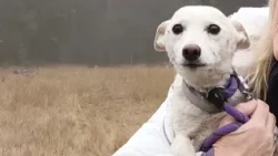 Small CA dog missing in Yellowstone reunited with owners after a month