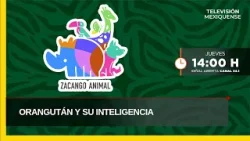 El orangután y su inteligencia | Zacango Animal | 02-04-2026 El orangután y su inteligencia | Zacango Animal | 02-04-2026