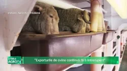 “Exporturile de ovine continuă fără întreruperi!” 30 03 2026 “Exporturile de ovine continuă fără întreruperi!” 30 03 2026