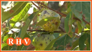 Heat burst devastates persimmon harvest in Guadassuar with 17 million euros in losses