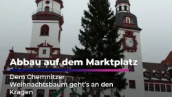 Chemnitzer Weihnachtsbaum lebt im Tierpark weiter