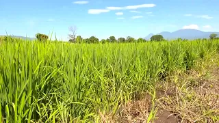 Agricultural Facts - Rice Farming