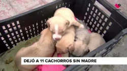 "Kira" killed in Tlaquepaque