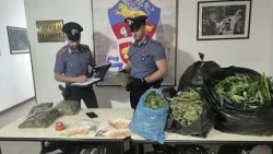 Growing marijuana in their apartment building's garden: arrested by the Carabinieri