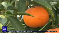 사과에서 천혜향으로.. 기후 변화가 바꾼 과일 지도 / 안동MBC
