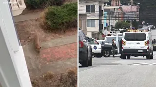 Mountain lion captured after roaming San Francisco neighborhood
