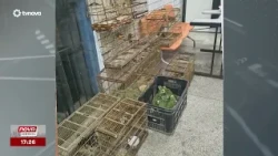 Military Police seize nearly 50 birds in operation in Imbiribeira, Recife | #NovaGeral