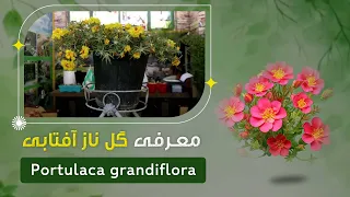 Introduction of Portulaca grandiflora by a florist in Taimani Square, Kabul