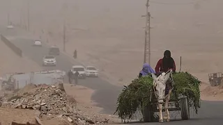 Batı Şeria'da çobanlar sütü gece eşeklerle, hendeklerden taşıyor