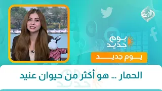 الحمار … هو أكثر من حيوان عنيد