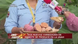 Two new varieties of sweet potato are being produced at the UNAH Atlántida campus