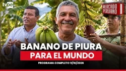 The Peruvian banana conquering the world! 🍌 🌱 | "Peruvian market"