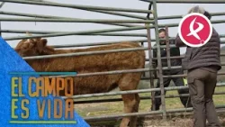 Preocupación por el ojo de Careta | El campo es vida Preocupación por el ojo de Careta | El campo es vida