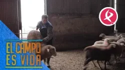 Los Mellis dan descanso a los carneros | El campo es vida