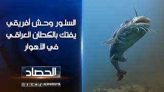 السلور وحش أفريقي يفتك بالكطان العراقي في الأهوار | الحصاد