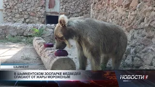 Bears in Shymkent Zoo cooled with ice cream to escape the heat