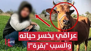 Iraqi teen loses his life.. all over a "cow"! | Report