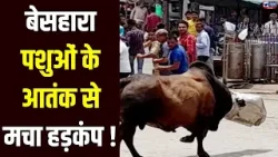 Halla Bol: Haryana के हर जिले में सांडों का आतंक, क्या किसी बड़ी अनहोनी के बाद जागेगी सरकार?