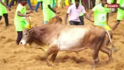 Madurai Palamedu Jallikattu 2026 | பாலமேடு ஜல்லிக்கட்டு | தம்பி தொட்டுட்டு போகக்கூடாது | Vasanth TV